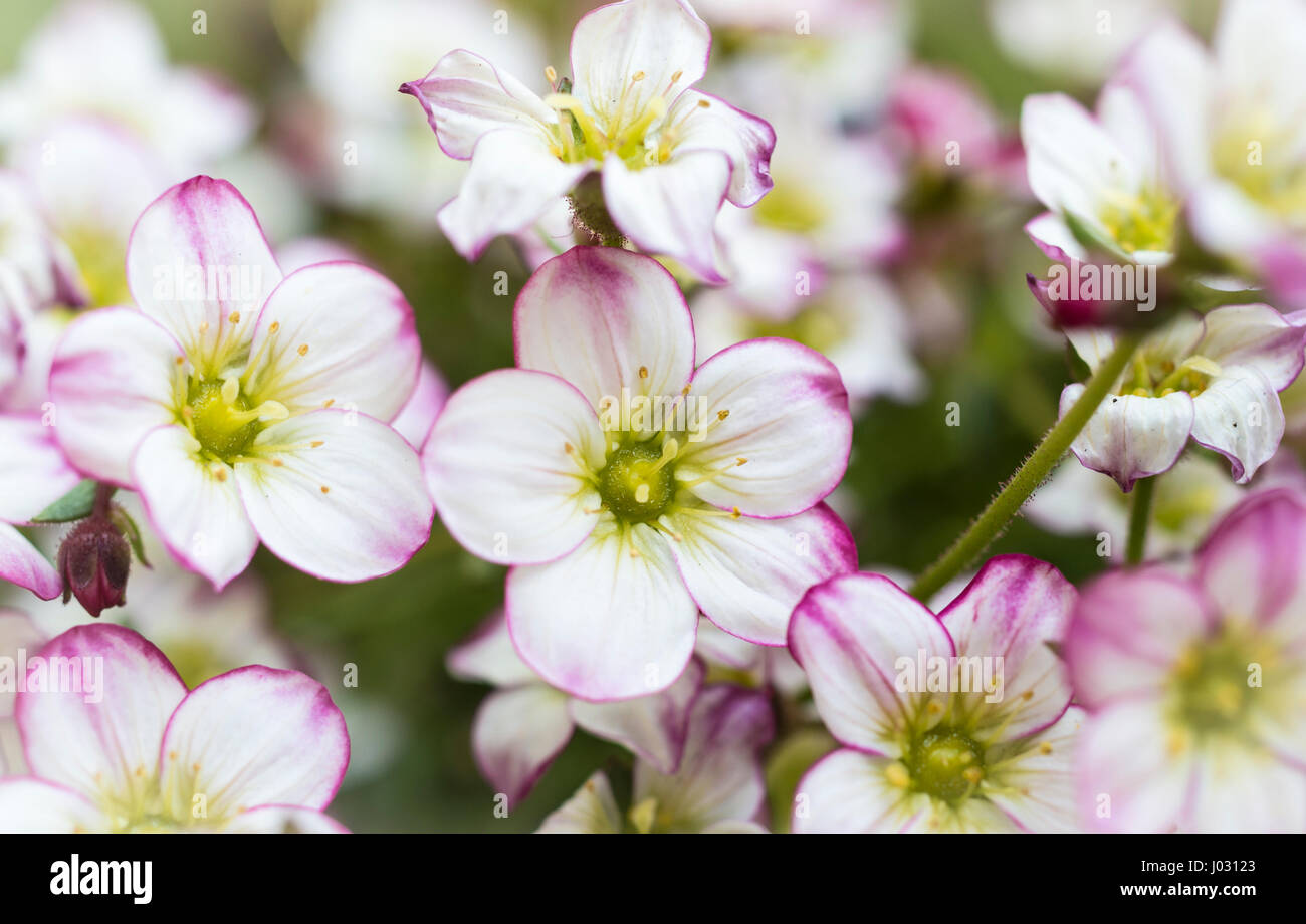Macro close up of the flowers and blooms of Saxifraga bedding plant with white petals with a pink edging Stock Photo