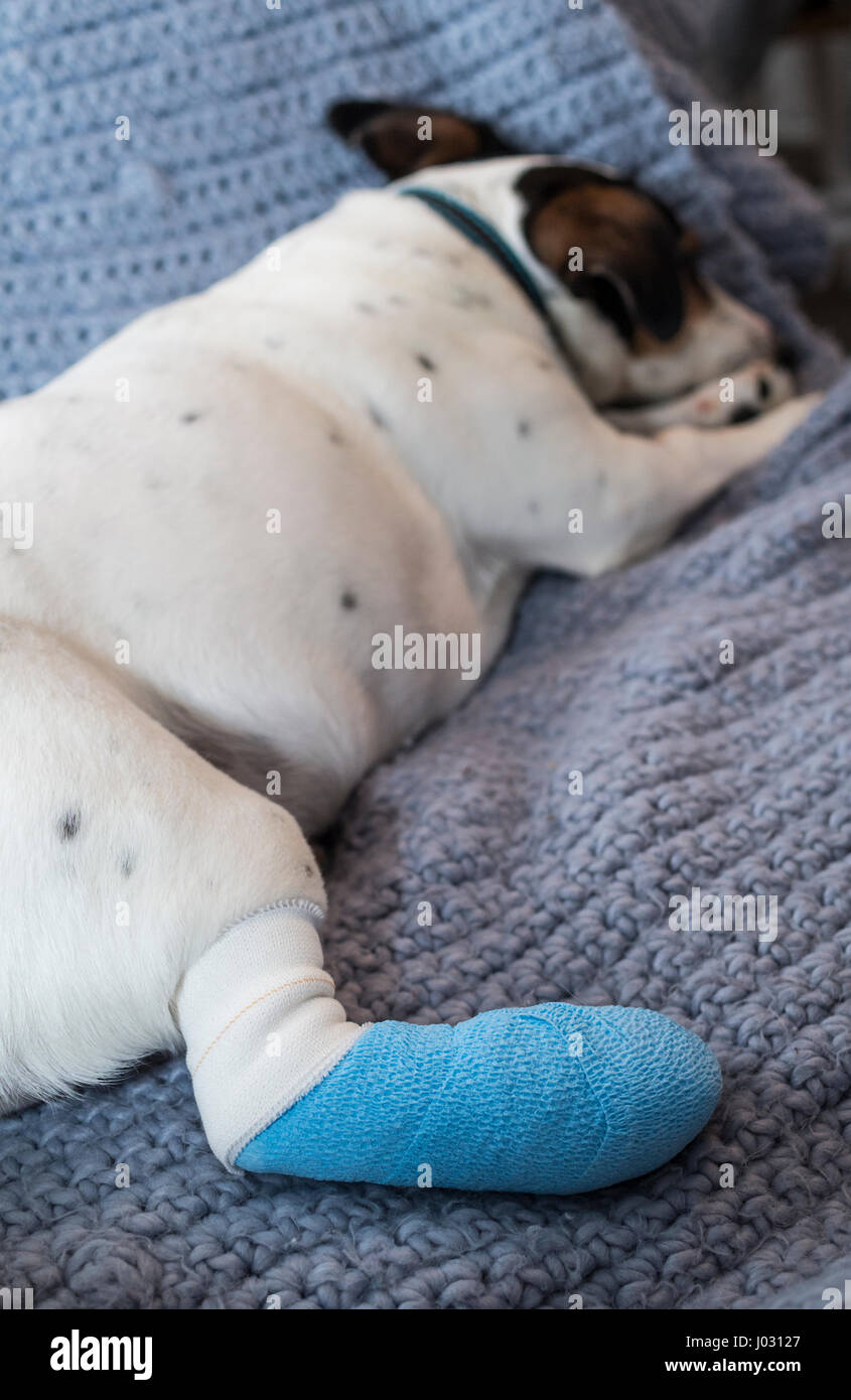 Jack Russell Terrier dog laying on a blanket with his hind leg in a blue bandage after surgery. Stock Photo