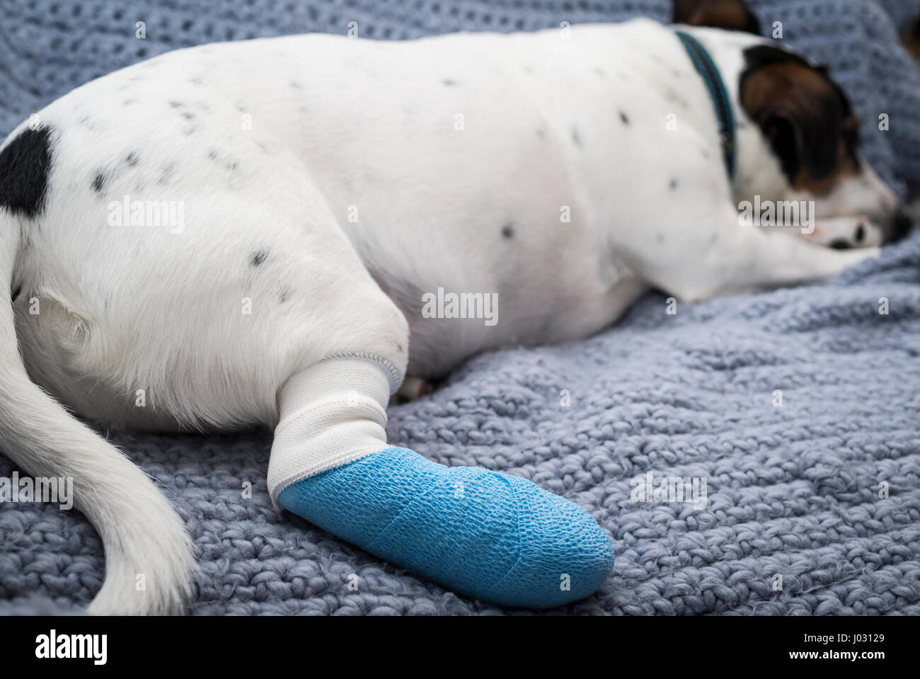 Jack Russell Terrier dog laying on a blanket with his hind leg in a