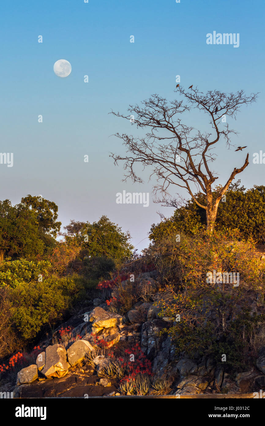 Punda Maria landscape in Kruger national park, South Africa Stock Photo