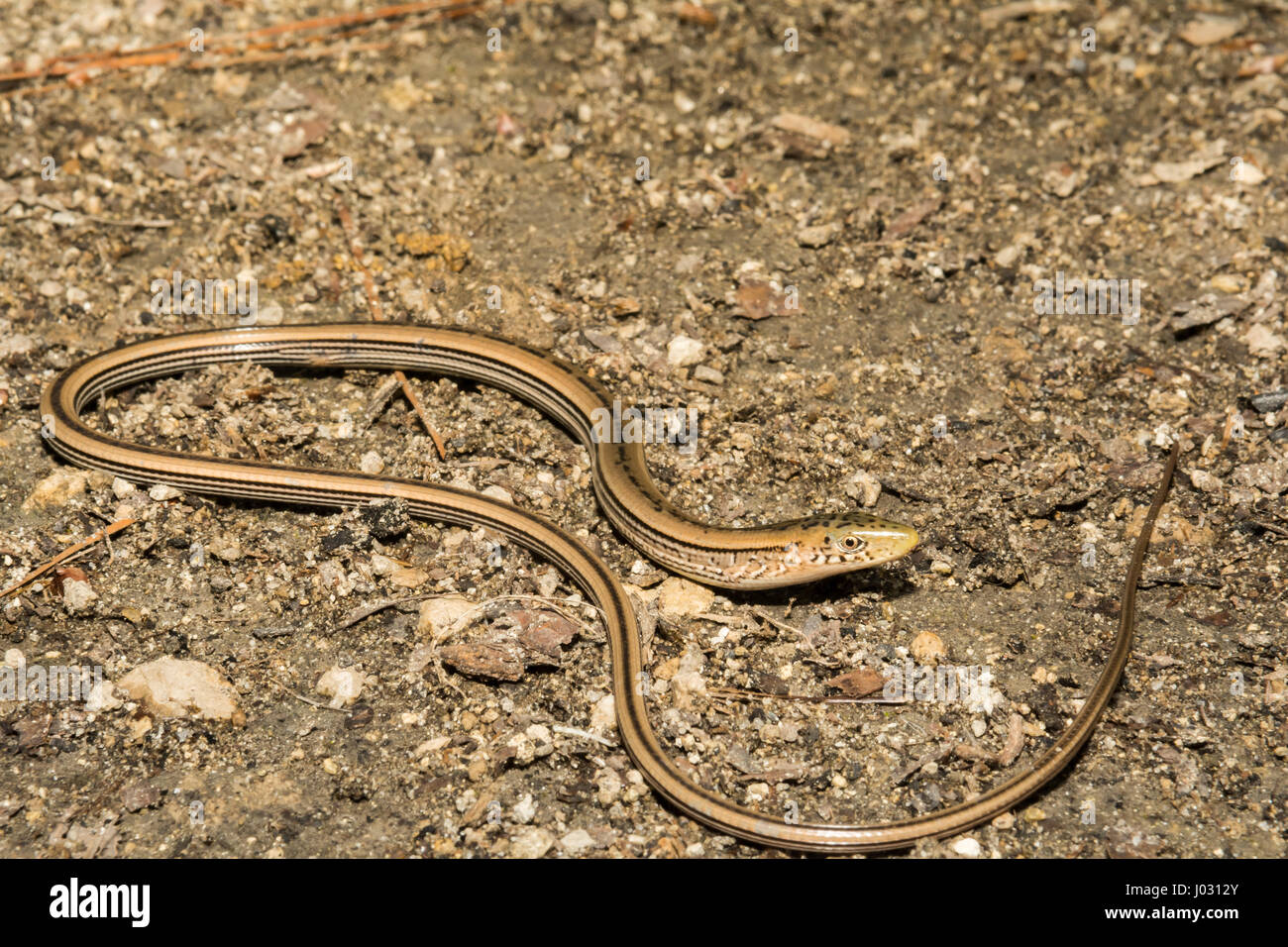 A Slender Glass Lizard foraging on the ground at Apalachicola National ...