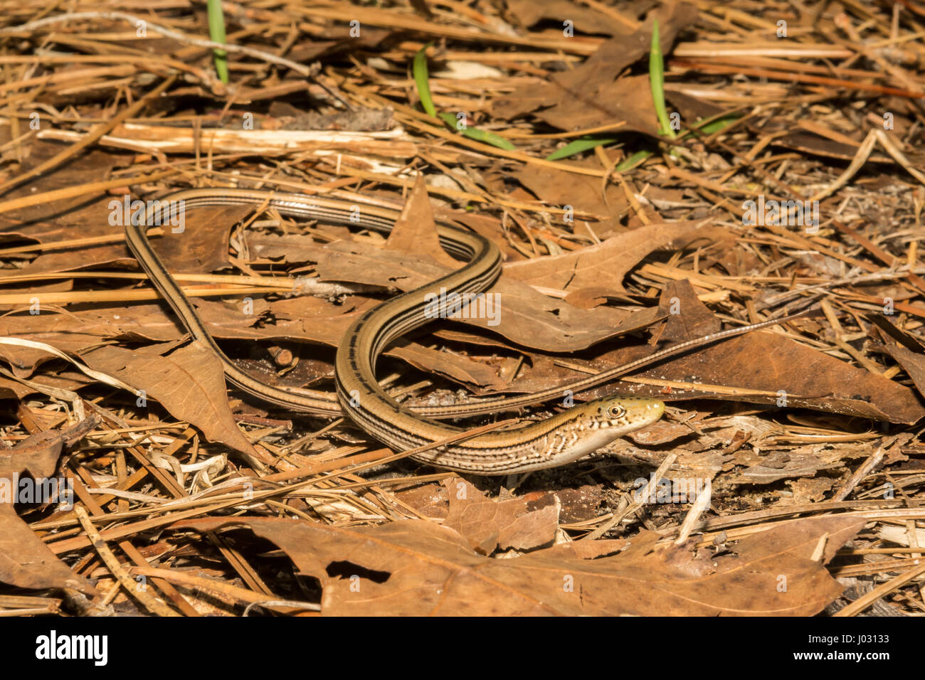 A Slender Glass Lizard foraging on the ground at Apalachicola National