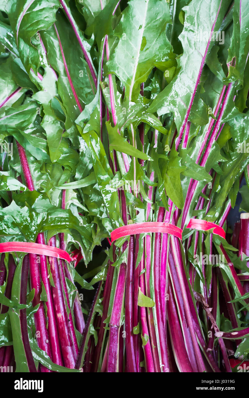 Red Dandelion Closeup Stock Photo Alamy