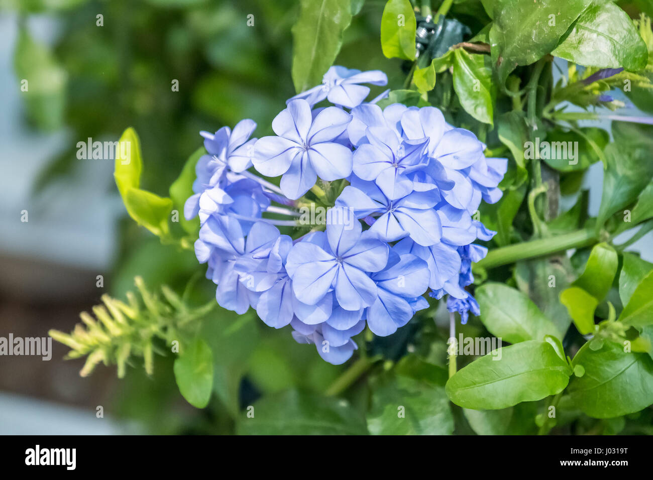 plumbago flower Stock Photo