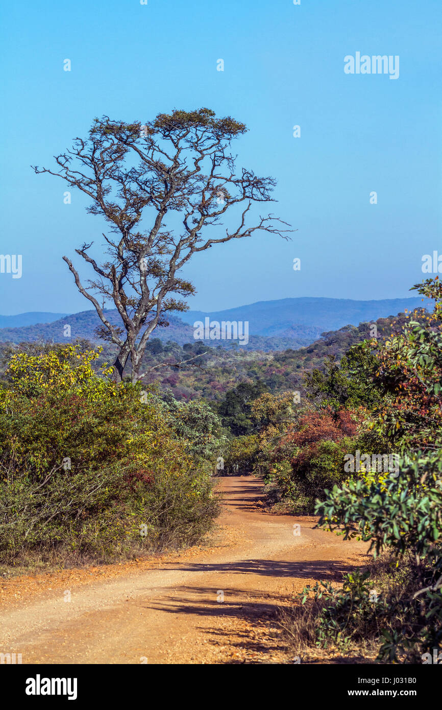 Landscape in Kruger national park, South Africa Stock Photo