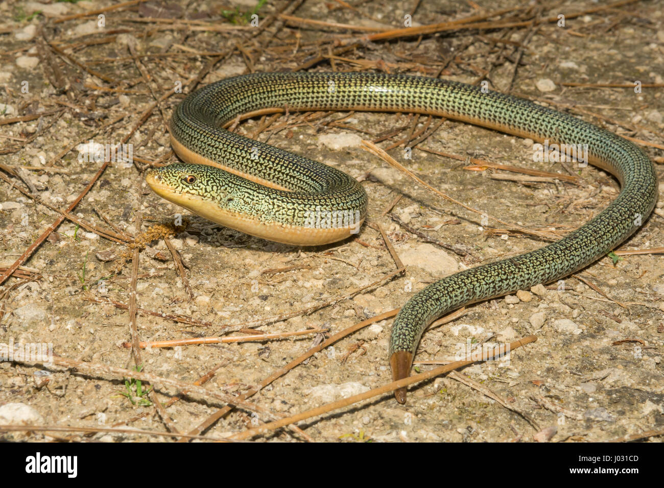 Eastern Glass Lizard Stock Photo Alamy
