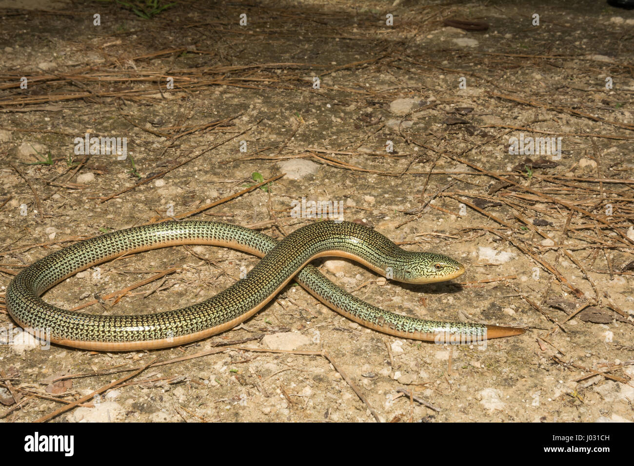 Eastern Glass Lizard Stock Photo Alamy