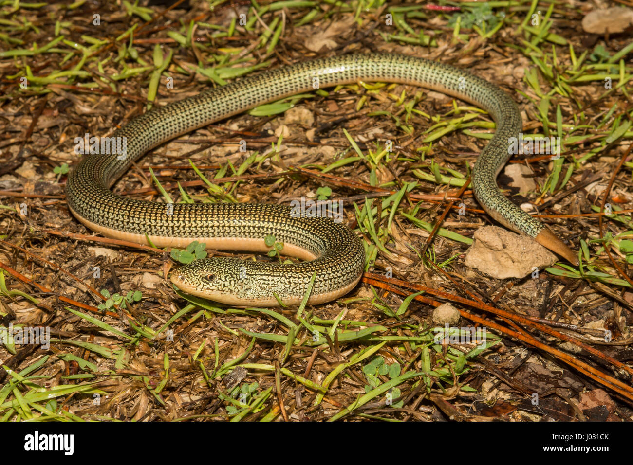 Eastern Glass Lizard Stock Photo Alamy