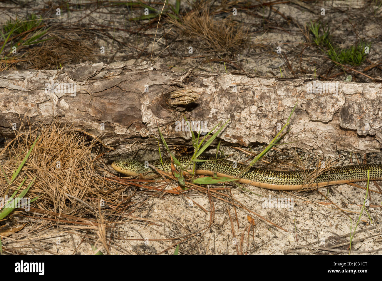 Eastern Glass Lizard Stock Photo Alamy
