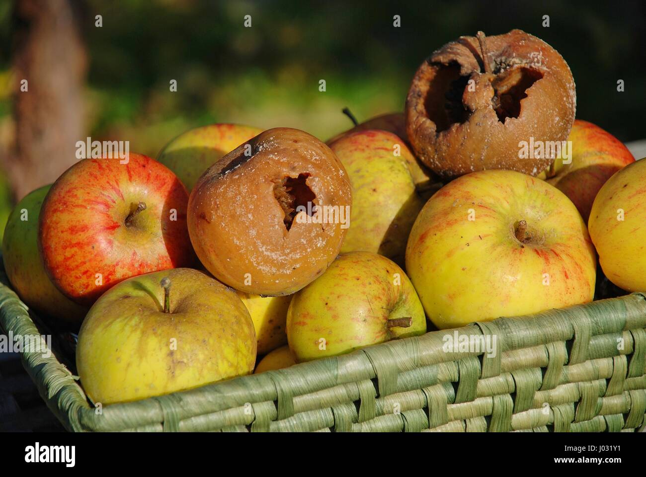 Rotten apples in a wicker basket of apples gathered in the garden. Stock Photo