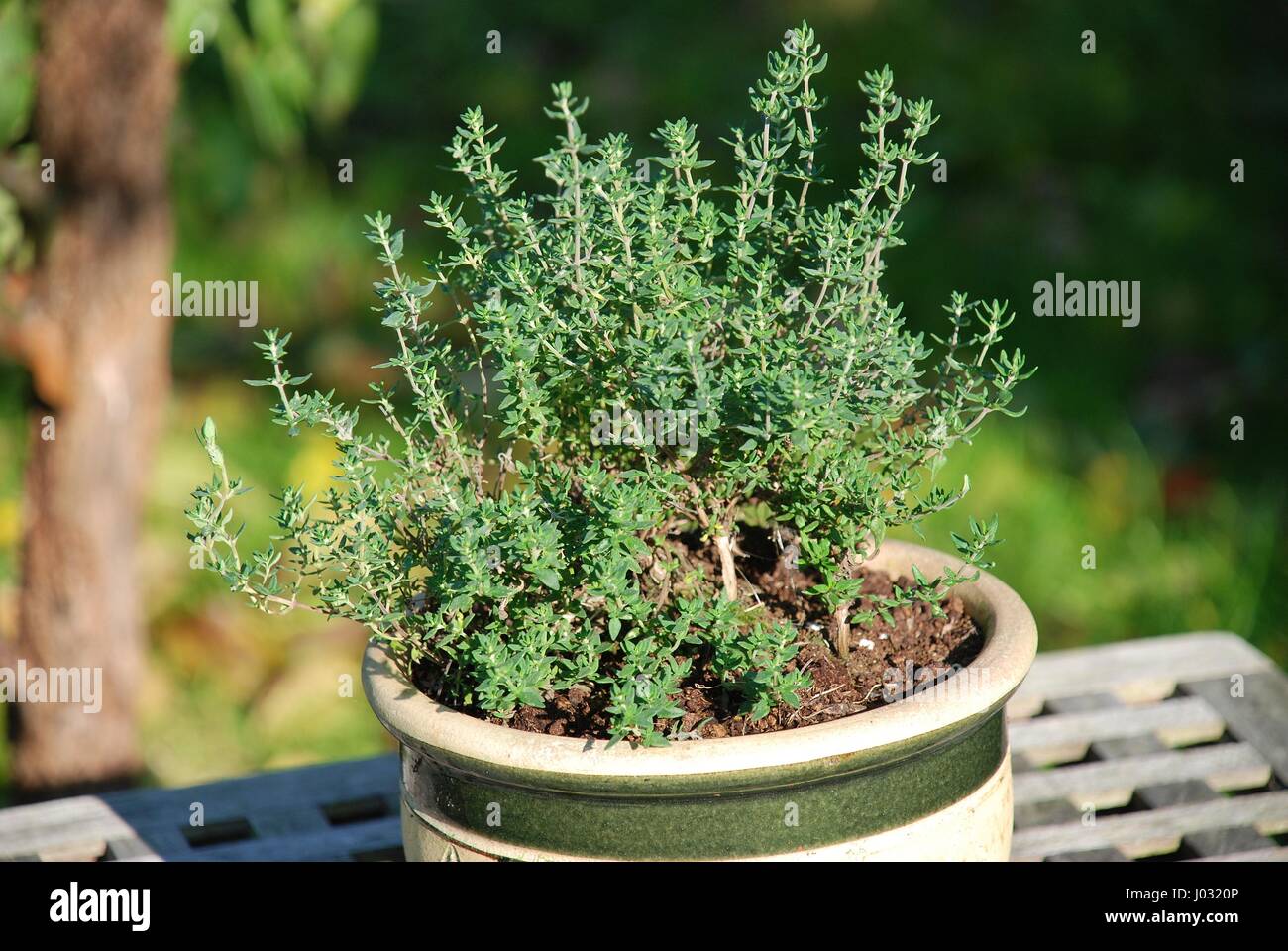 Thyme garden pot hi-res stock photography and images - Alamy