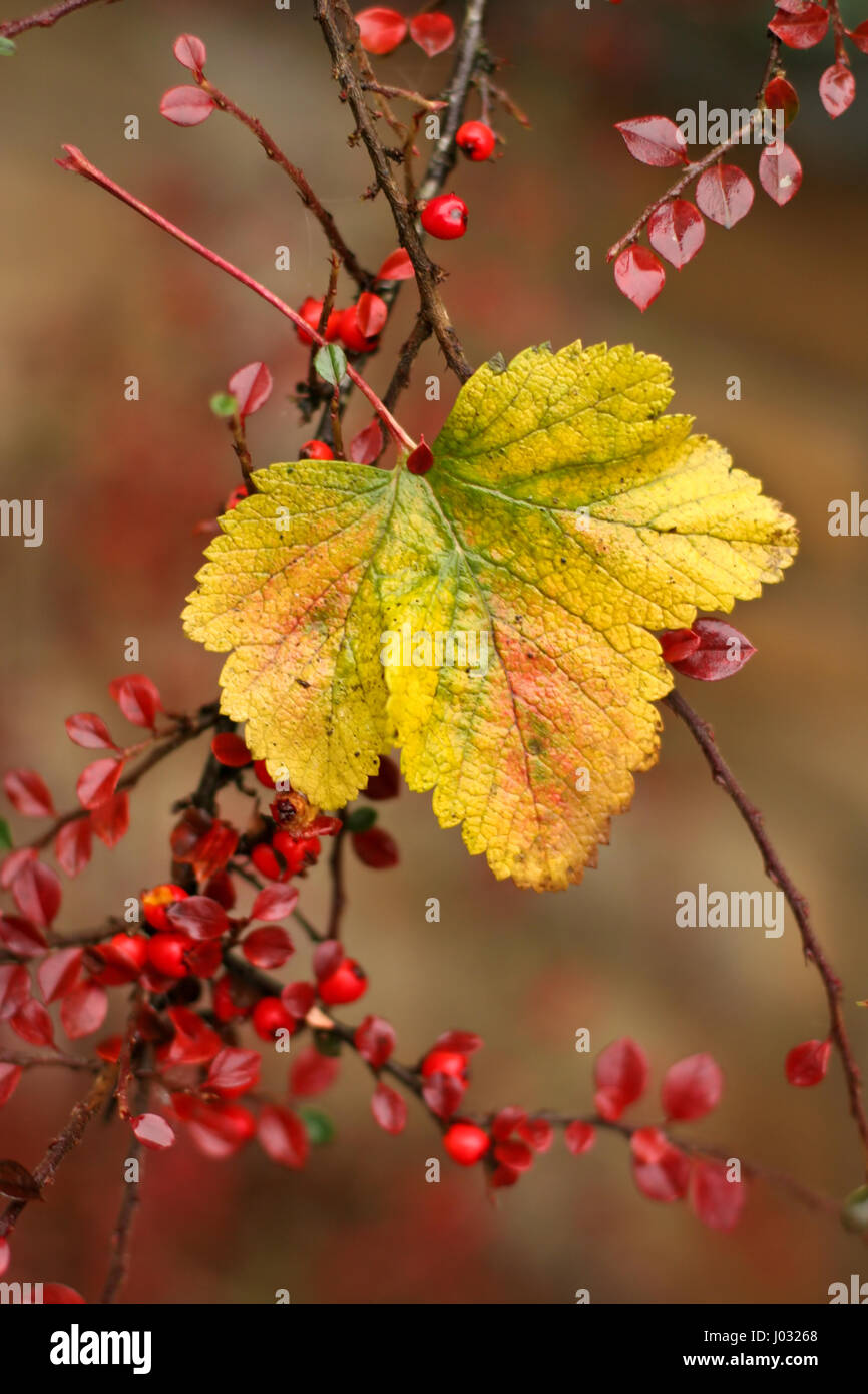 Yellow leaf on a tree with very red small leaves Stock Photo