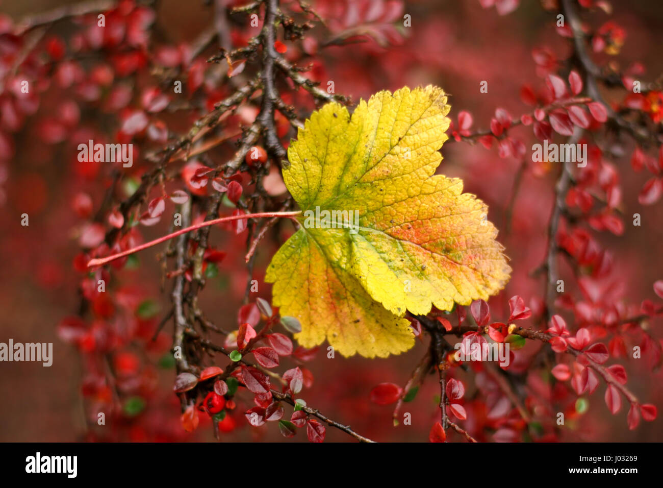 Yellow leaf on a tree with very red small leaves Stock Photo