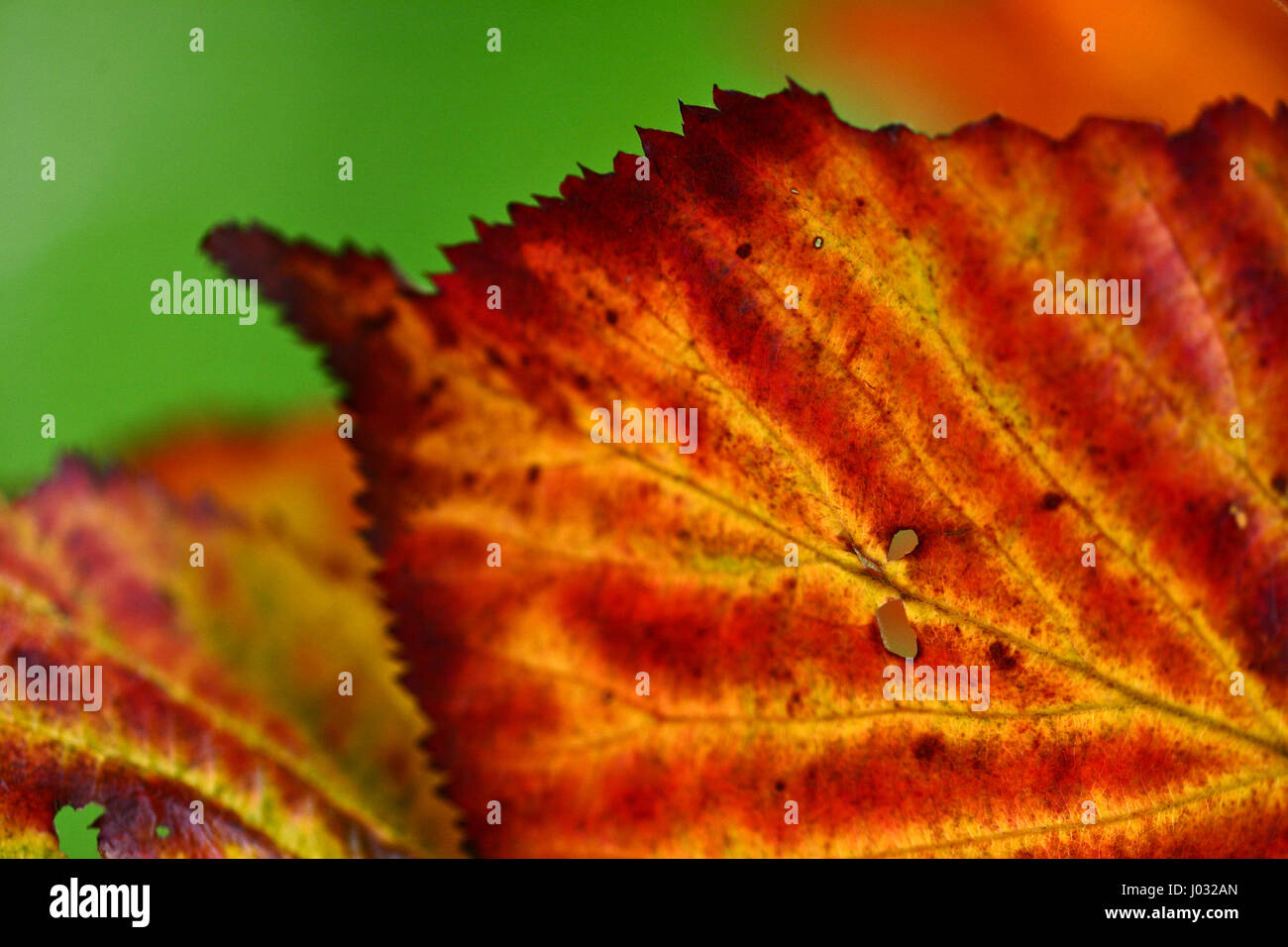 Closeup picture of leaves Stock Photo - Alamy