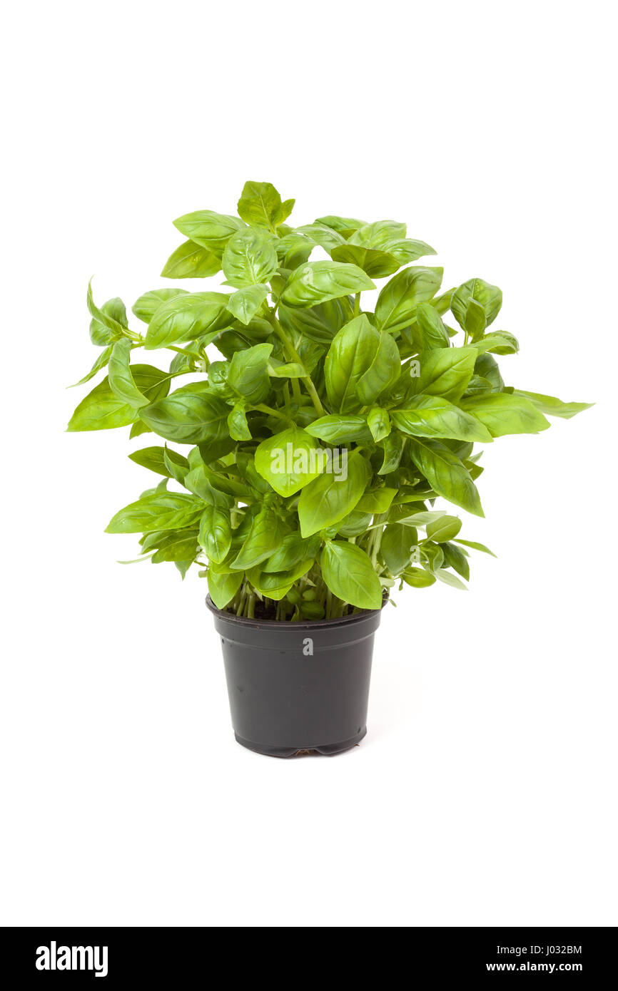 basil in a pot, isolated on white background Stock Photo - Alamy