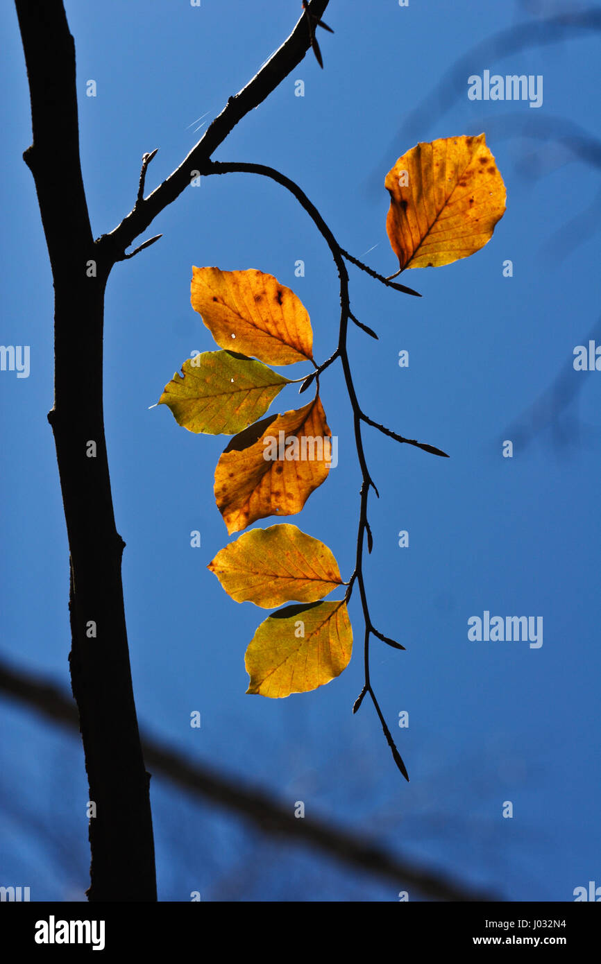 Yellow autumn leaves in the sun and blue sky Stock Photo - Alamy
