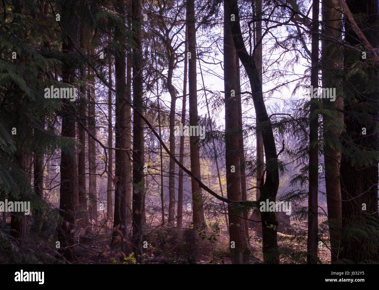 Atmospheric New Forest High Resolution Stock Photography and Images - Alamy