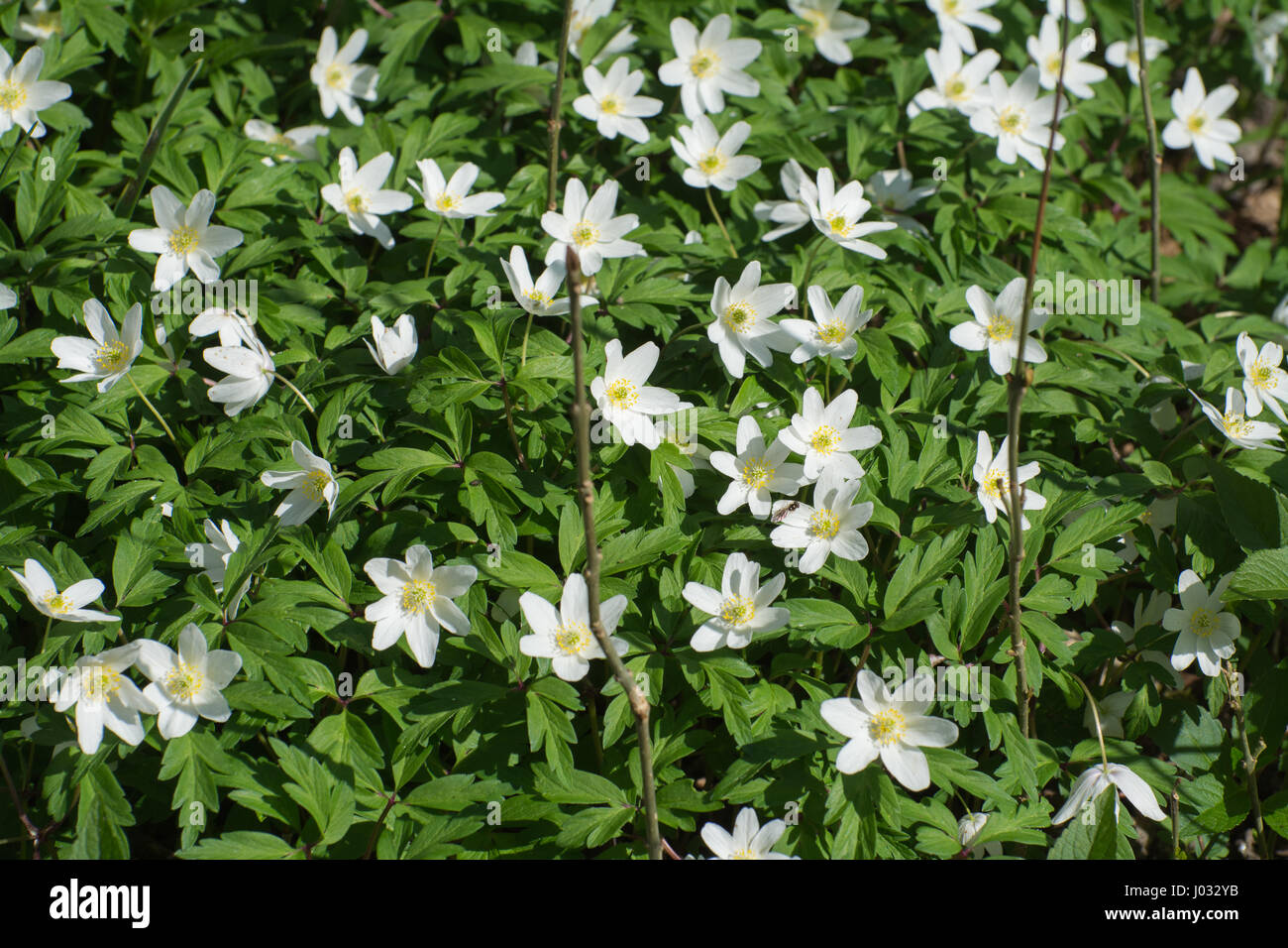 Wood anemones (Anemone nemorosa Stock Photo Alamy