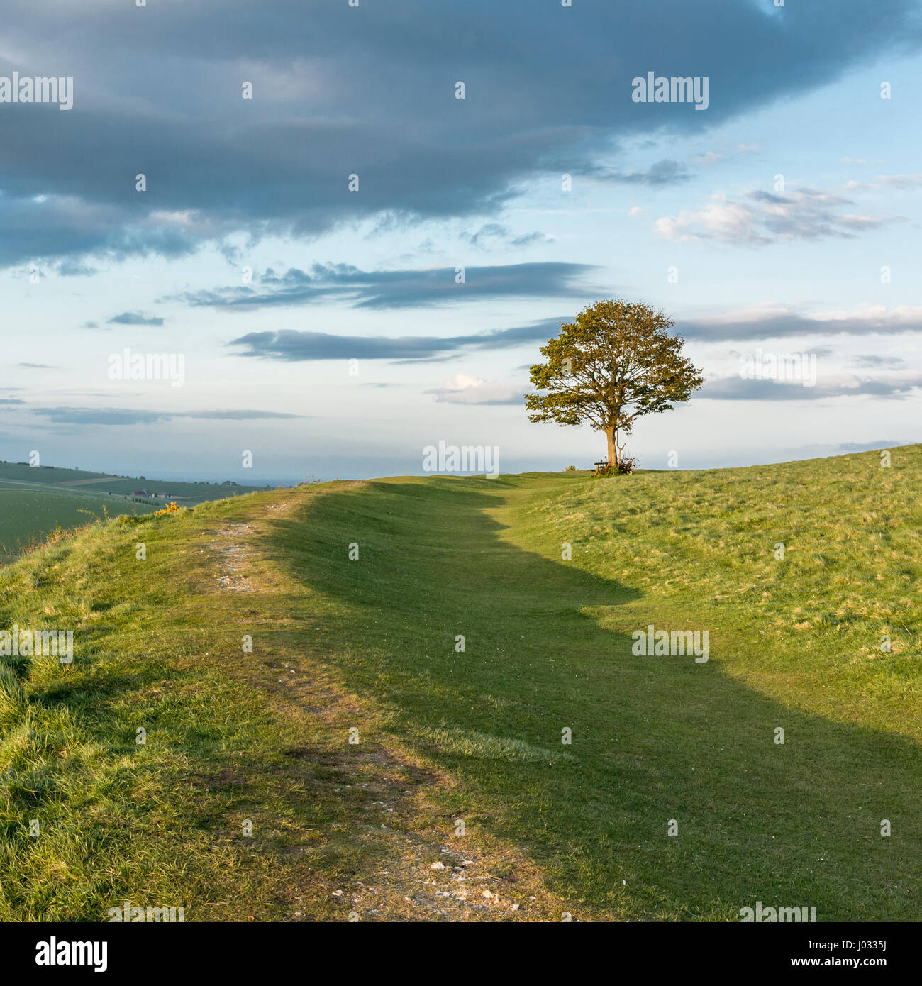 A Solitary Tree And Bench On The Northern Uppermost Rampart On