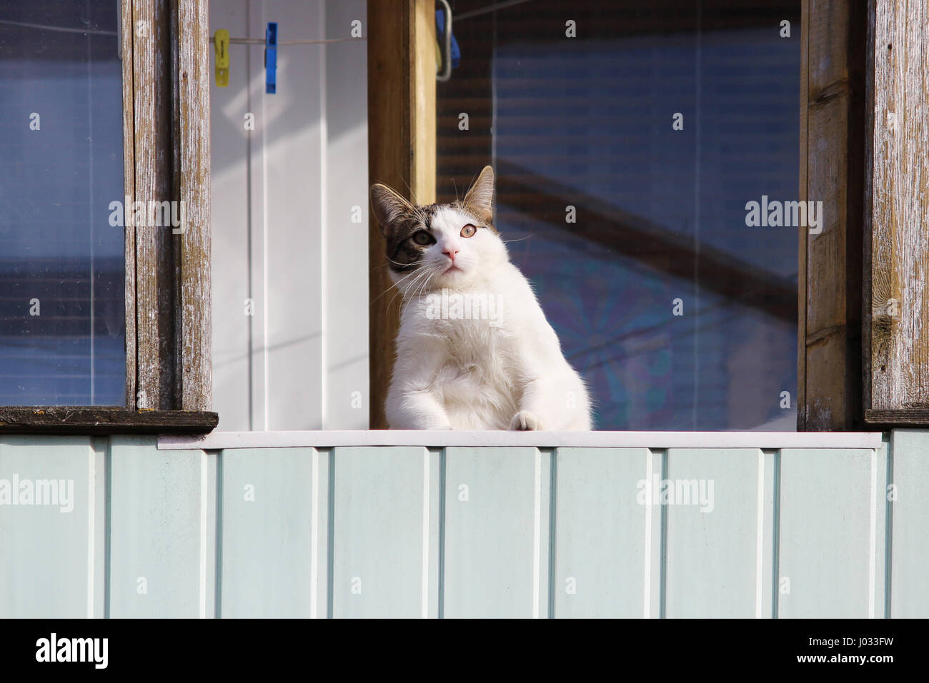 Boss Cat Stock Photos Boss Cat Stock Images Alamy