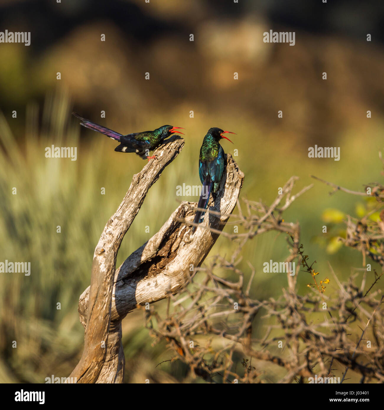 Green wood-hoopoe in Kruger national park, South Africa ; Specie Phoeniculus purpureus family of Phoeniculidae Stock Photo