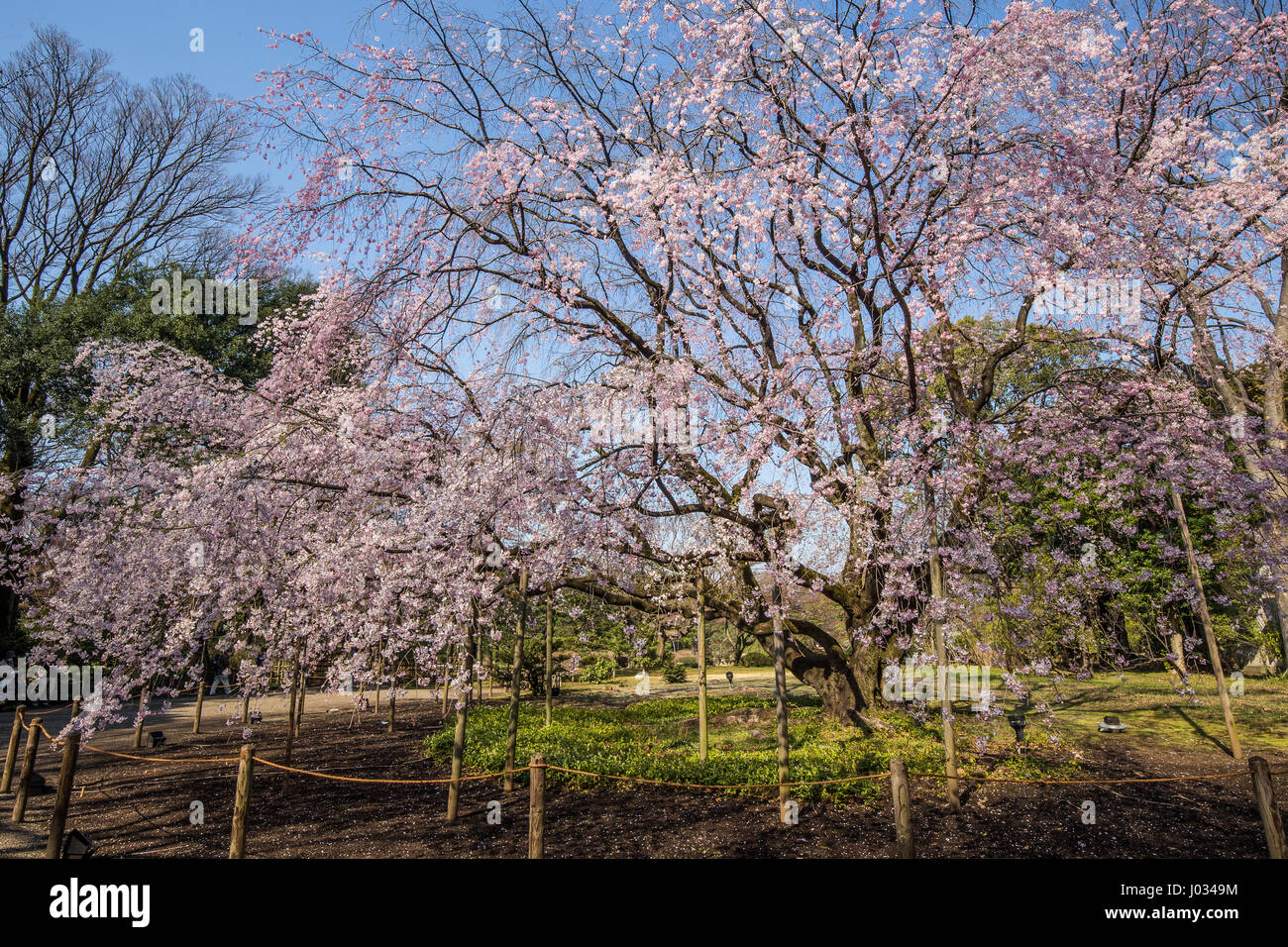Rikugien Garden Sakura - the name of this garden means the six traditional elements essential to great poetry. A wonderful, romantic sentiment in itse Stock Photo