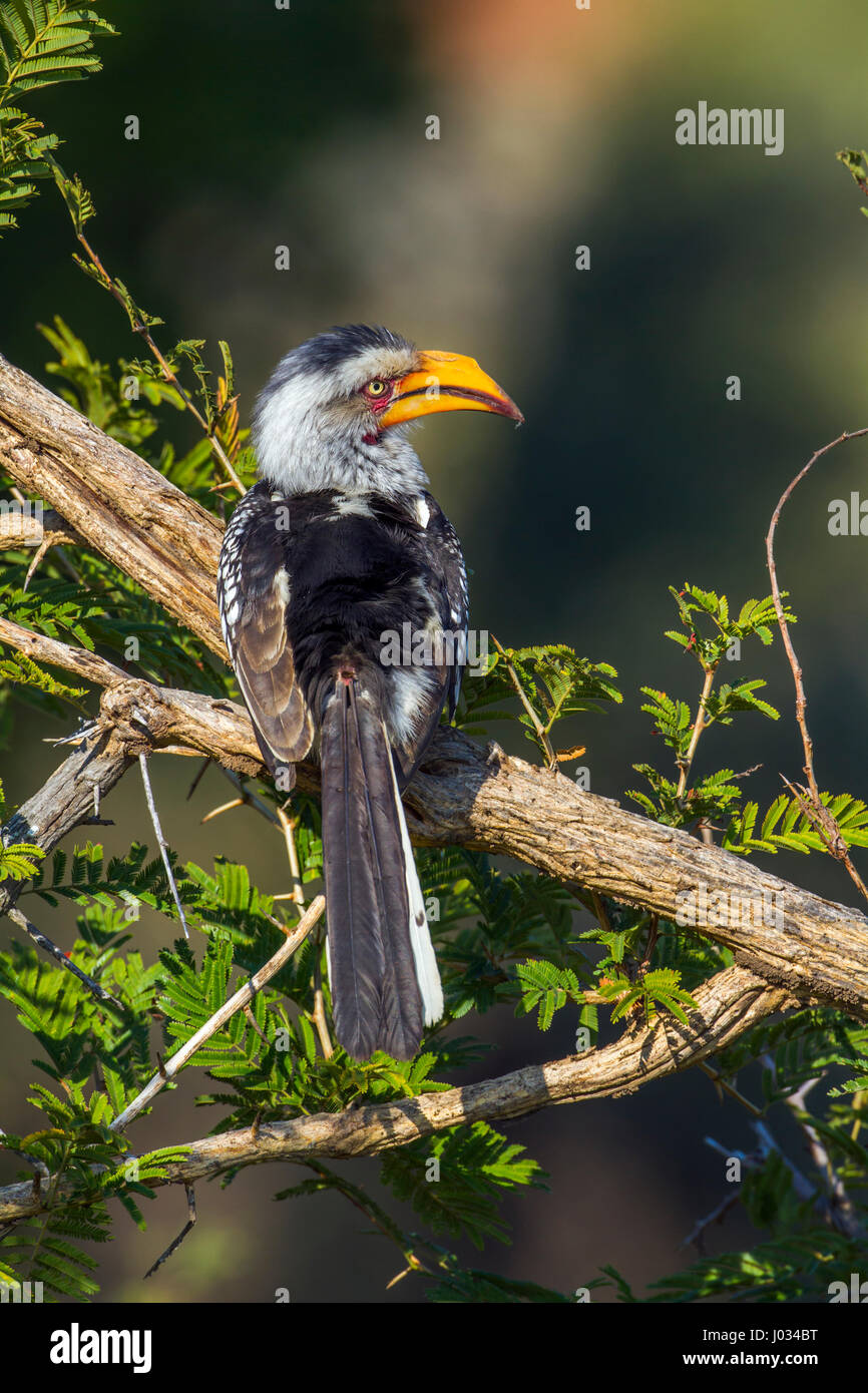 Yellow-billed hornbill  in Kruger national park, South AfricaSpecie Tockus leucomelas family of Bucerotidae Stock Photo