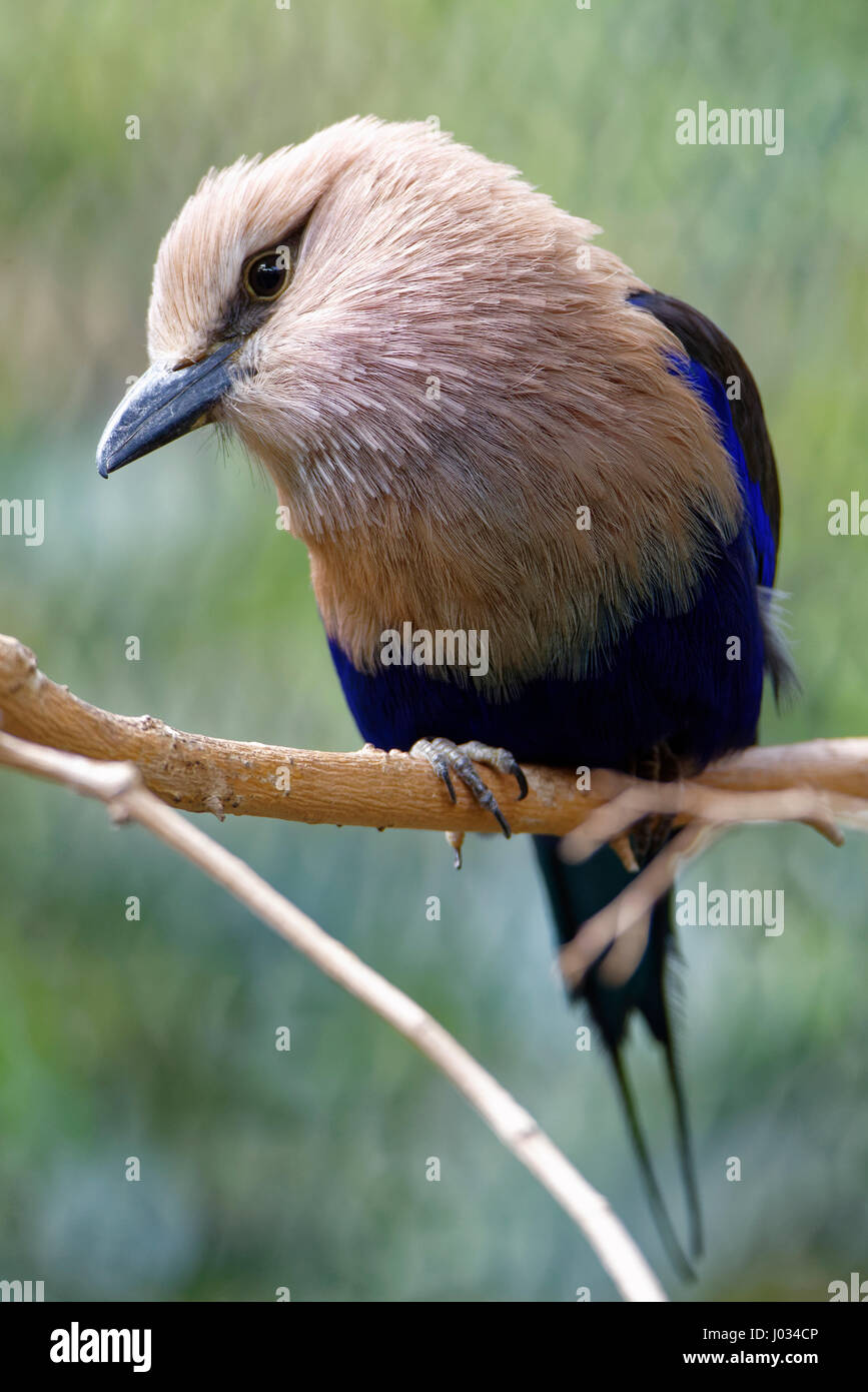 'Blue-bellied Roller, Coracias cyanogaster, in the nature habitat. Wild bird form Senegal in Africa. Stock Photo