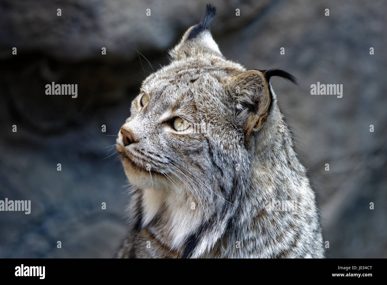 The Canada lynx (Lynx canadensis) or Canadian lynx is a North American mammal of the cat family, Felidae. With the recognised subspecies, it ranges ac Stock Photo