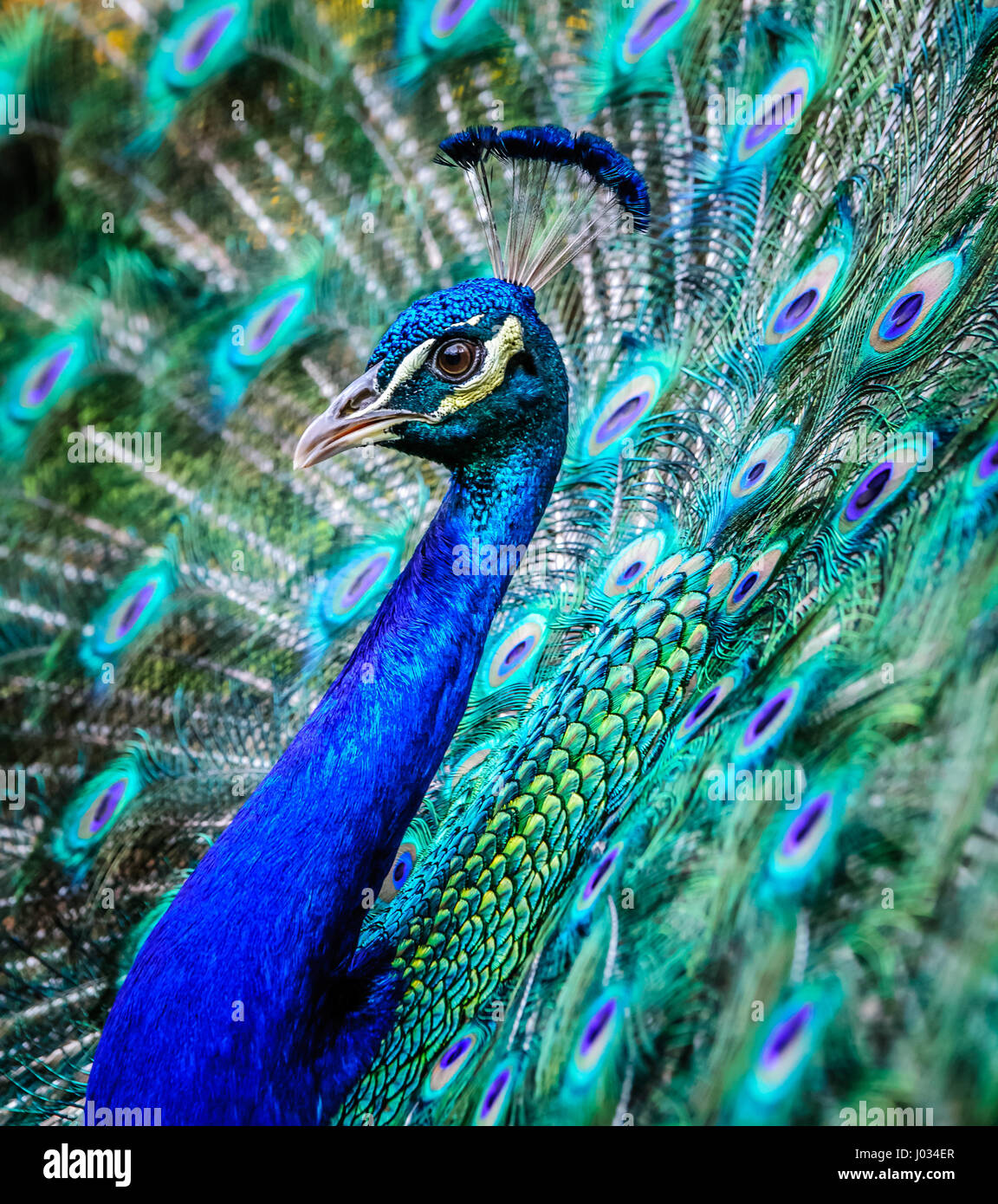 Beautiful male peacock fanning his colorful tail feathers Stock Photo -