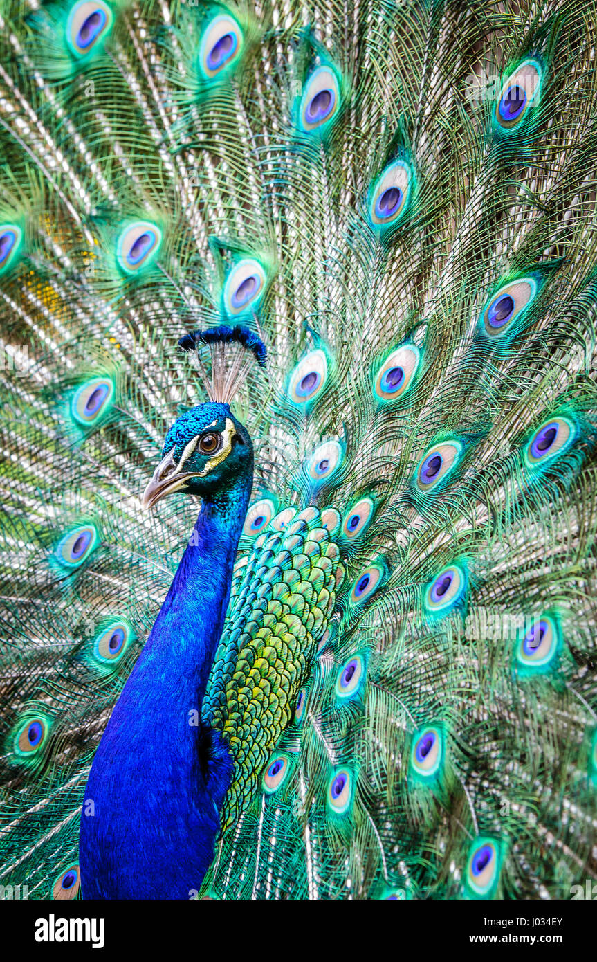 Beautiful male peacock fanning his colorful tail feathers Stock Photo