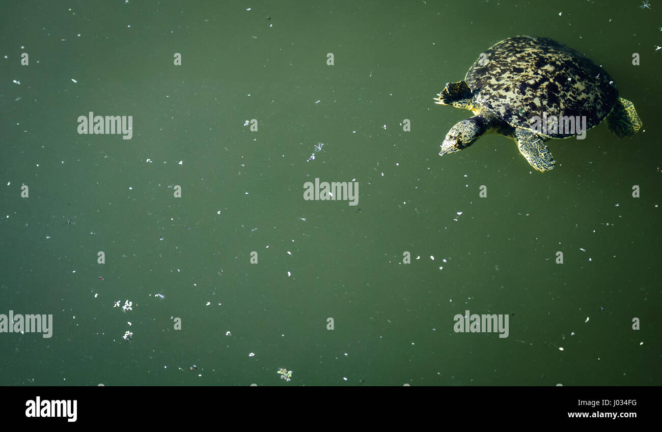 Spiny softshell turtle (Trionyx (Apalone) spiniferus swimming in clear, spring fed river in San Marcos, Texas Stock Photo