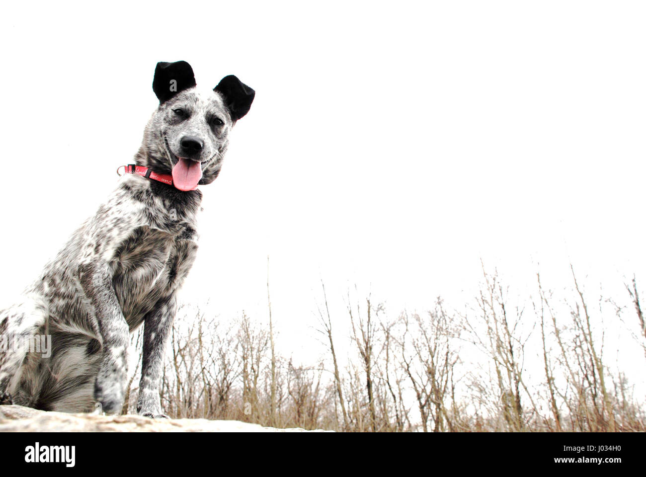 Dog Looking Down Stock Photo