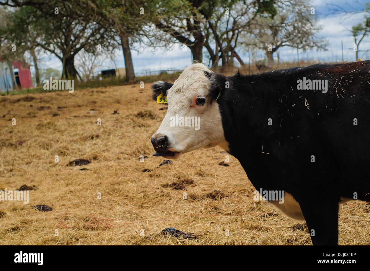 Black and white cow in hay field in Texas Stock Photo