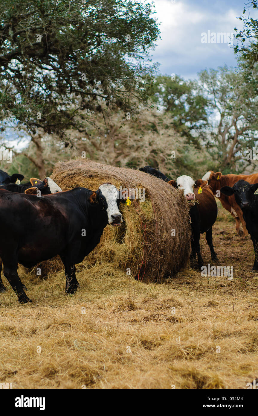 Cattle feeding on round hay bales in a pasture in Texas Stock Photo