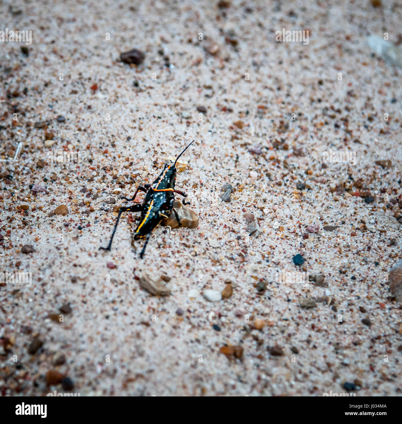 Black instar stage of Eastern Lubber Grasshopper on sandy soil Stock Photo