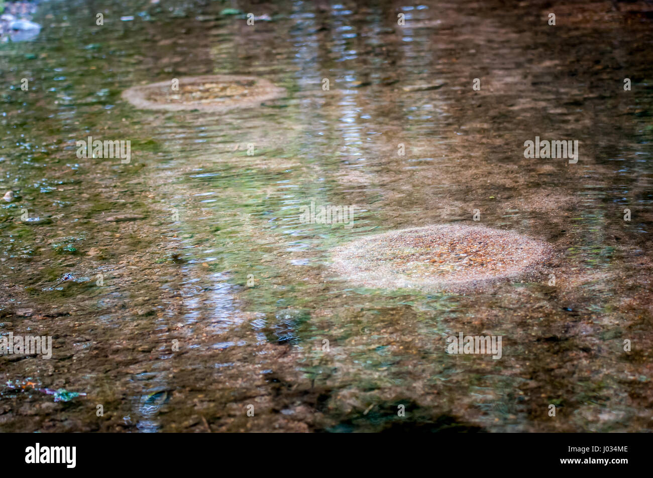 Spawning bed of smallmouth bass (Micropterus dolomieu) in a creek in Texas Stock Photo Alamy