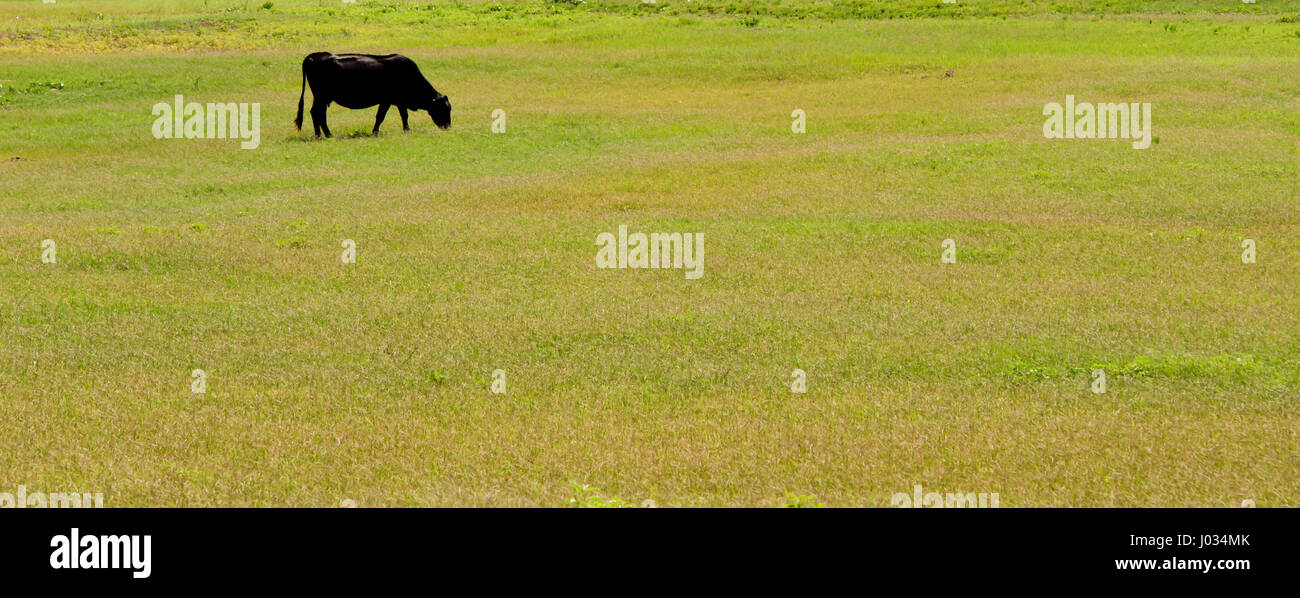 Black cow grazing in pasture with green grass Stock Photo - Alamy