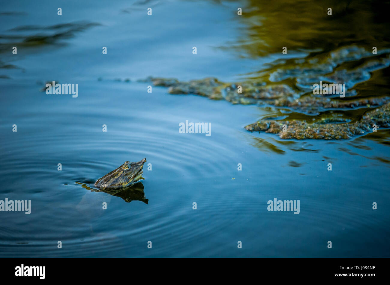 Spiny softshell turtle (Trionyx (Apalone) spiniferus swimming in clear, spring fed river in San Marcos, Texas Stock Photo