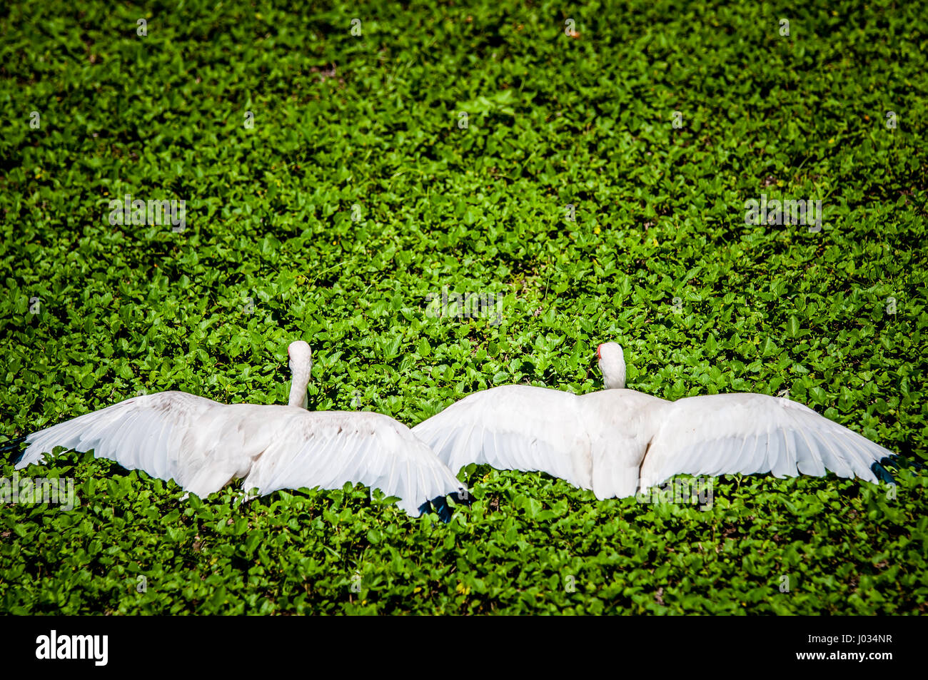 Two white Ibis (Eudocimus albus) with spread wings in a wetland Stock Photo