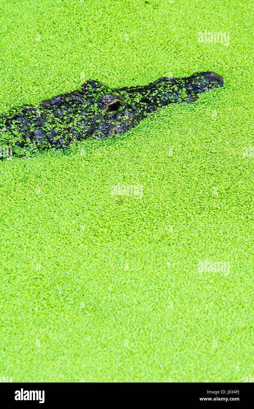 American Alligator swimming in green vegetation Stock Photo