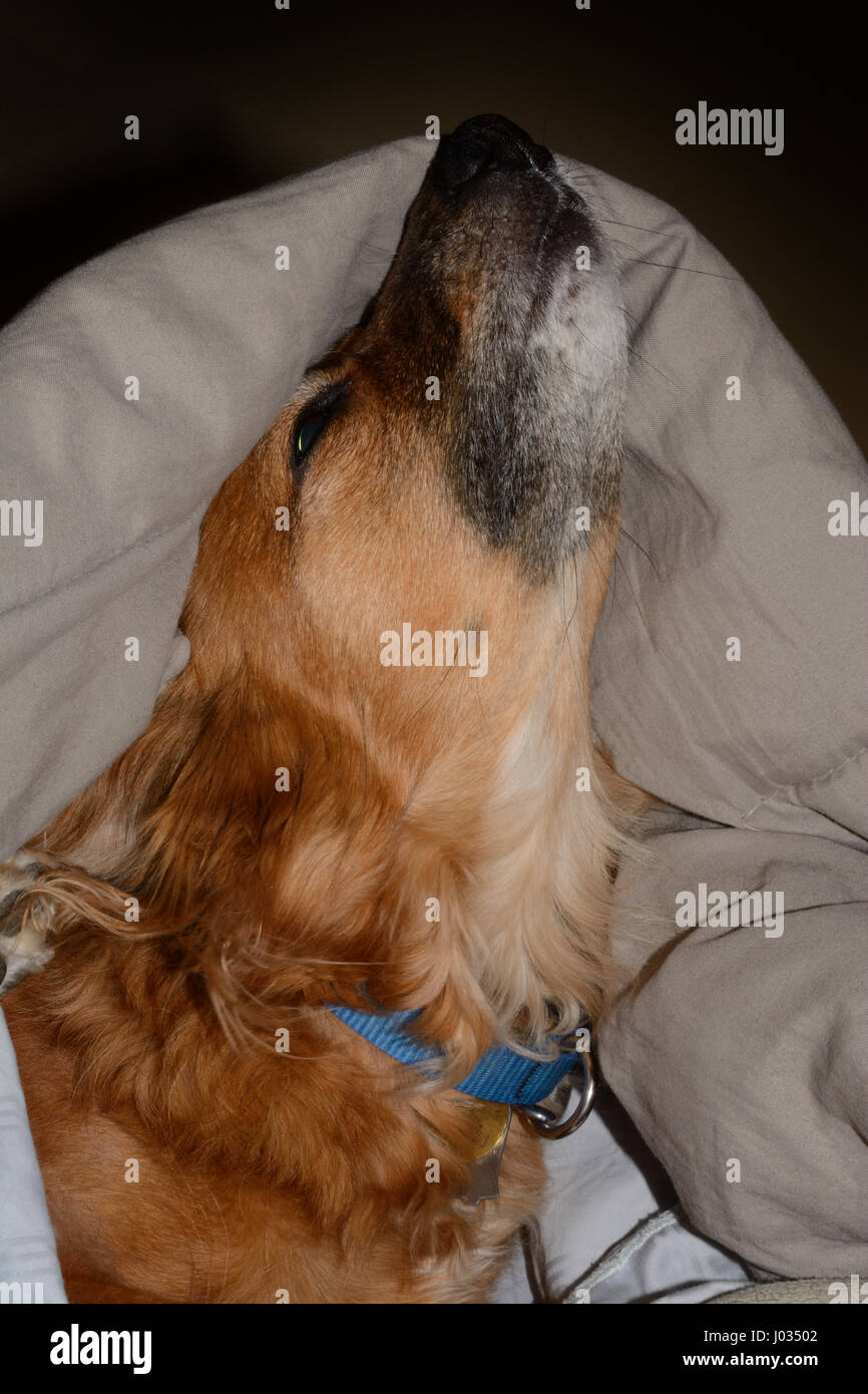 Mixed breed dog under the covers waking up and stretching Stock Photo