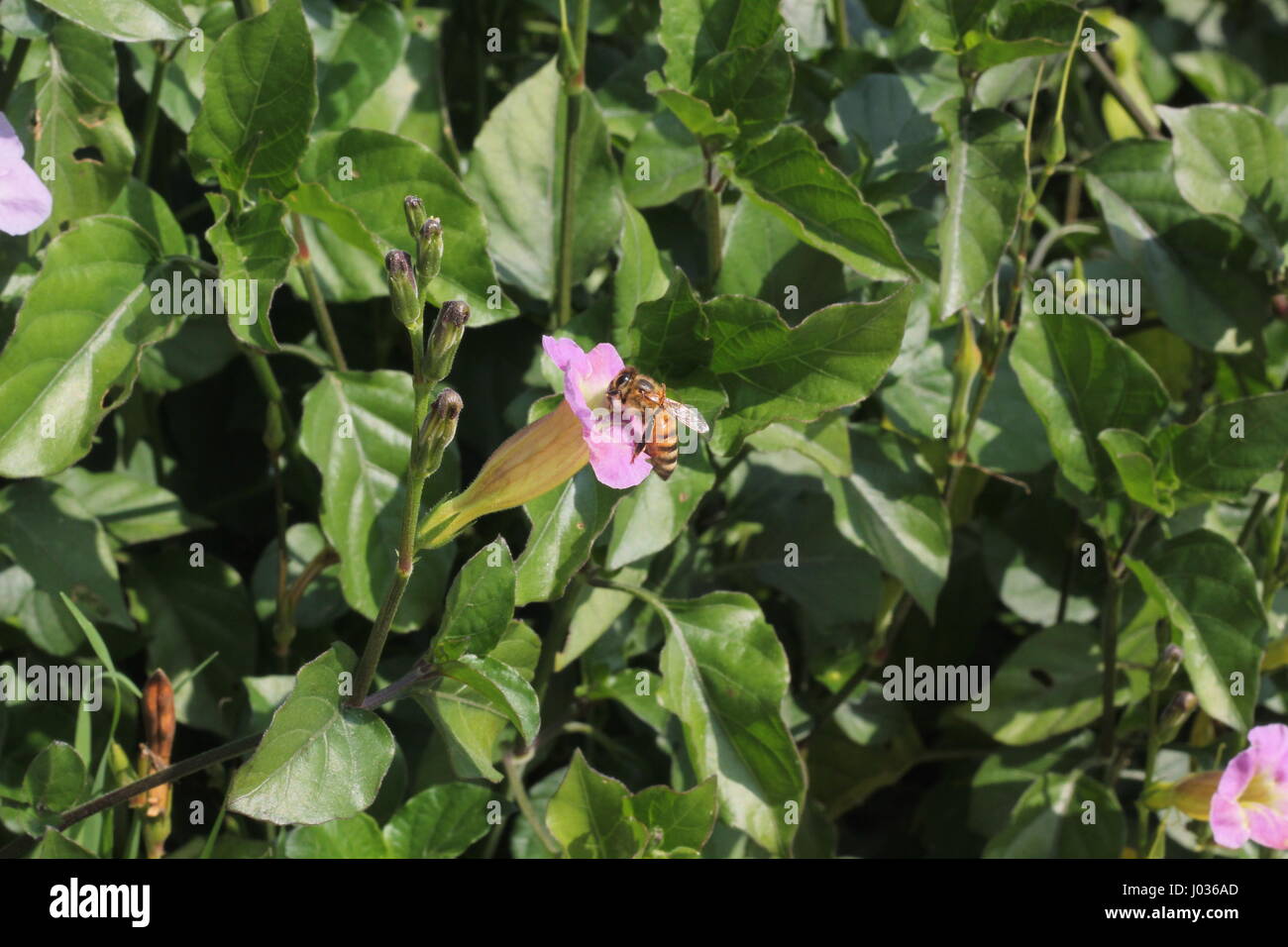 Best plants for bees hi-res stock photography and images - Alamy