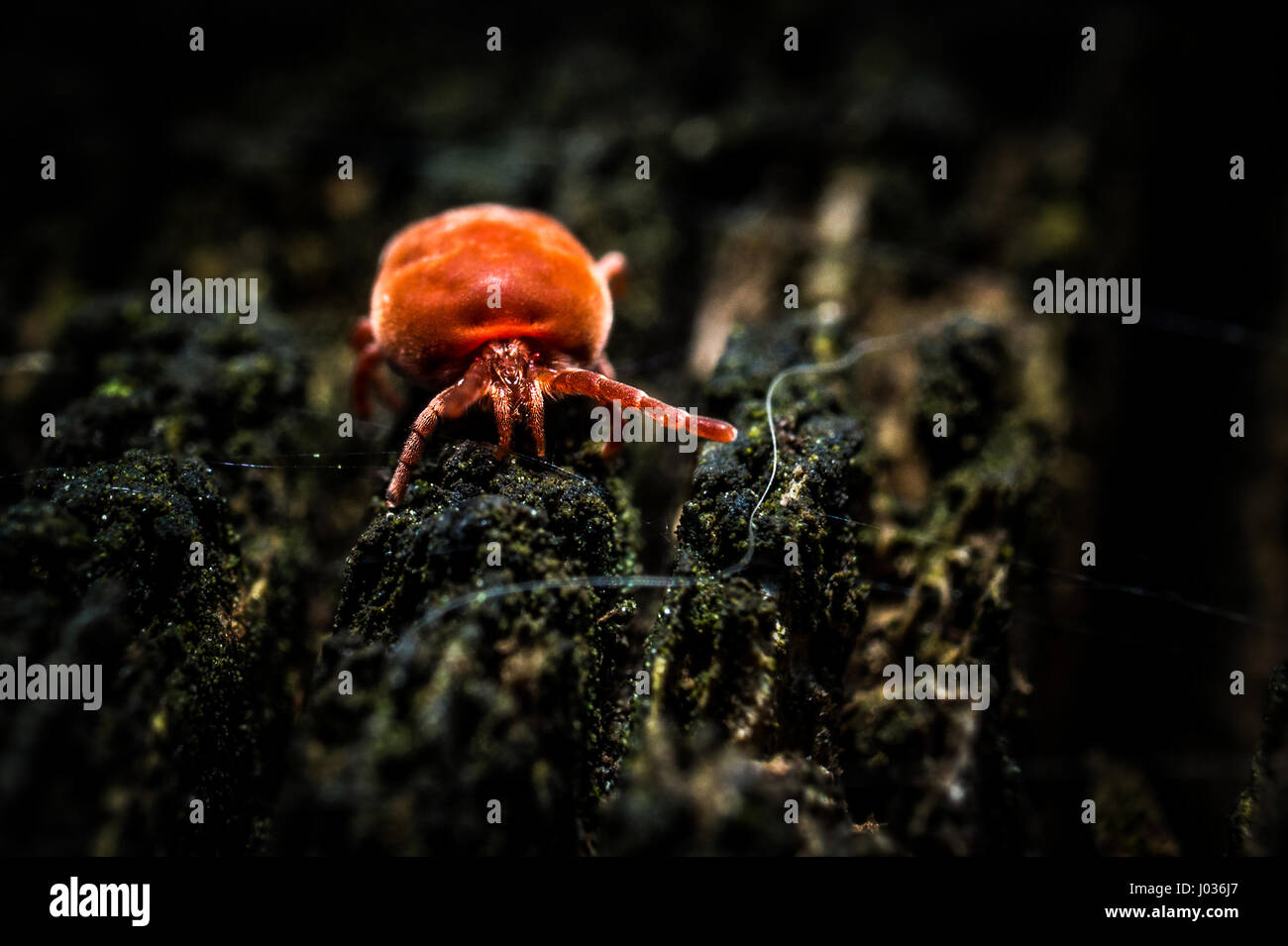 Parasite Red velvet mite on dry tree macro photography Stock Photo