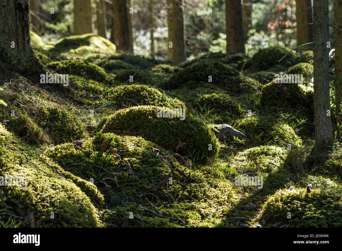 Untouched green moss grown ground in the forest Stock Photo