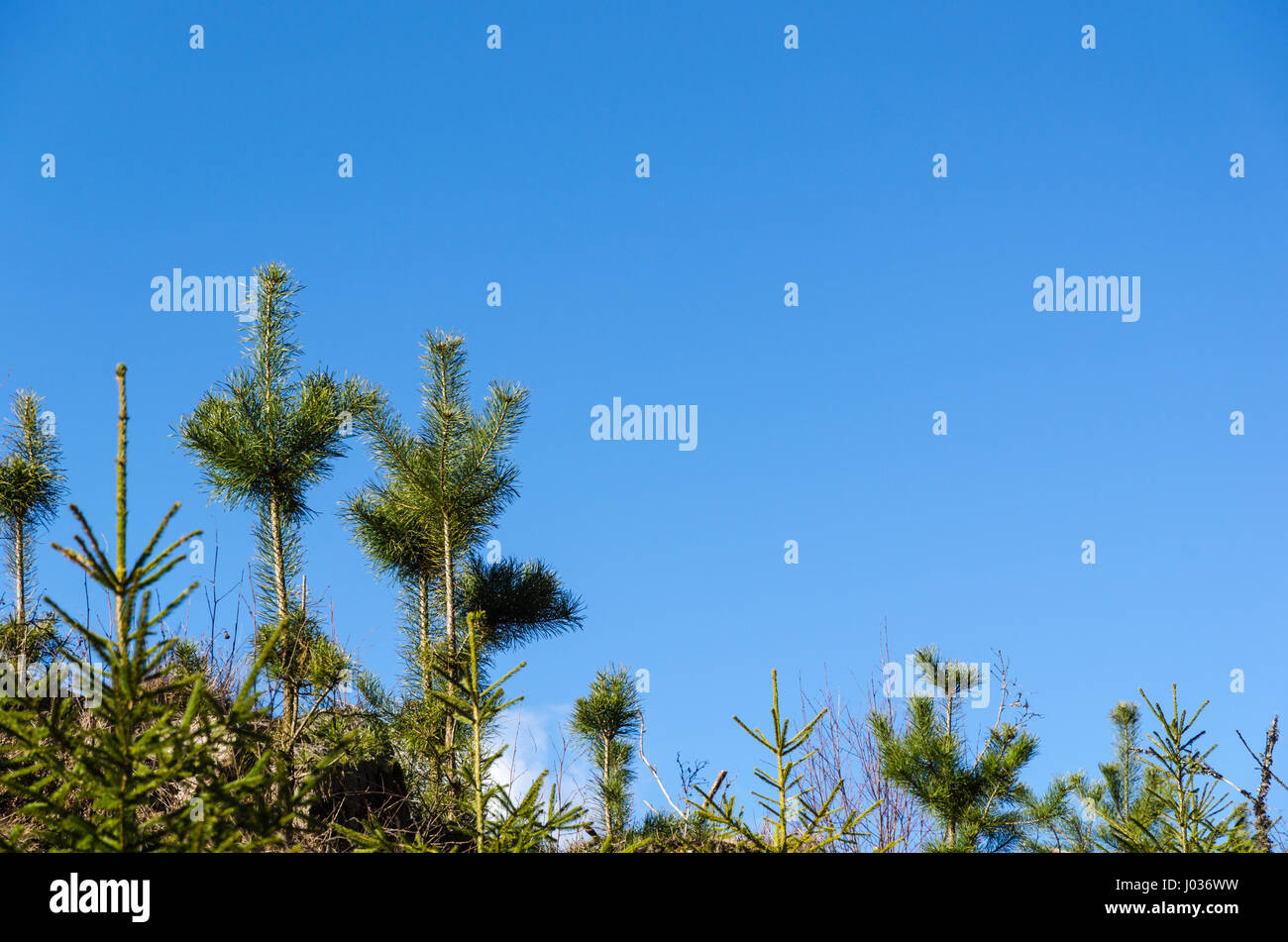 Growing pine tree plants by a blue sky from low perspective Stock Photo ...