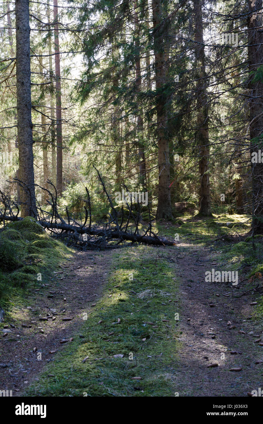 Fallen tree blocking a forest road Stock Photo - Alamy