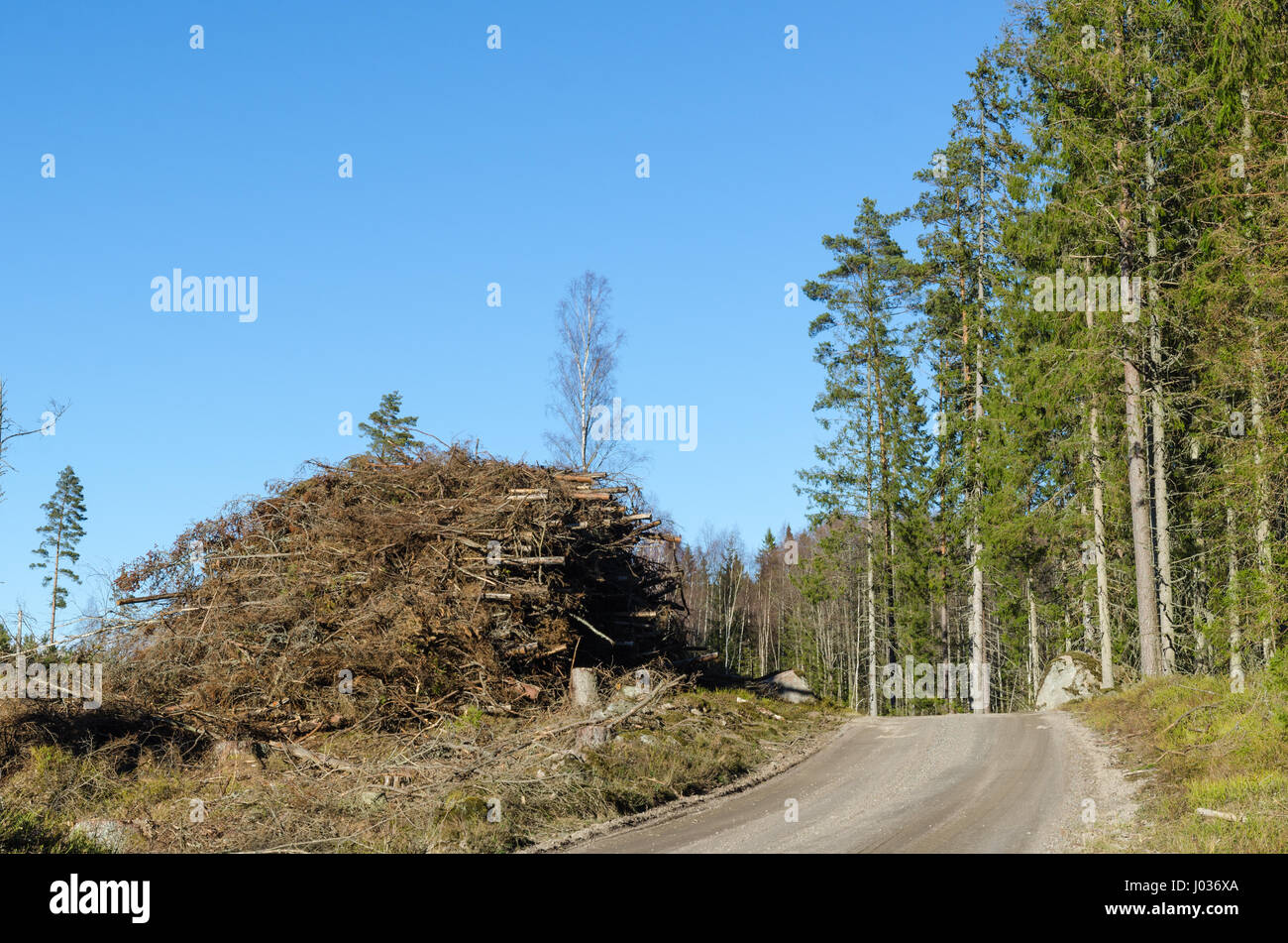 Firewood of branches and tops by roadside Stock Photo