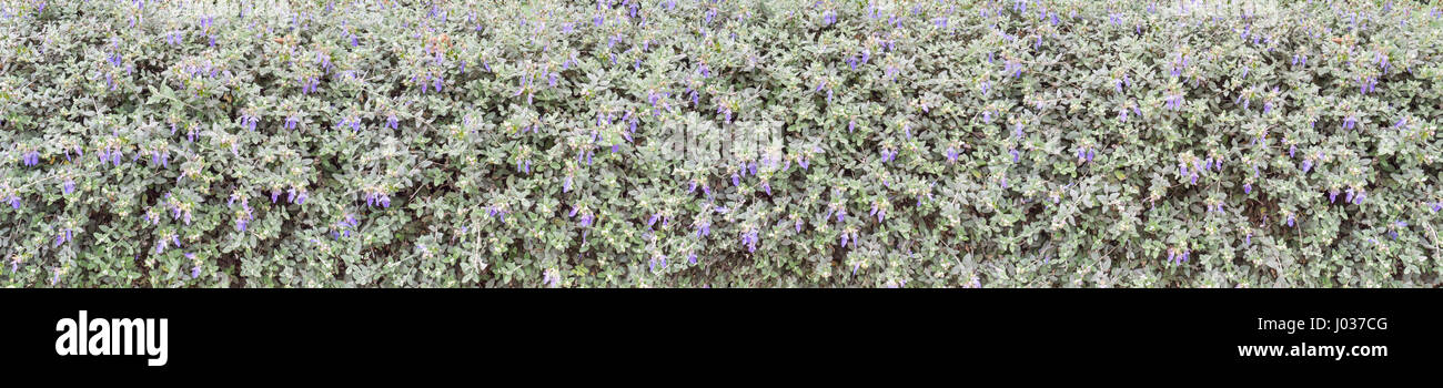 Silvery leaves and blue flowers shrubby germander hedge wide horizontal background Stock Photo