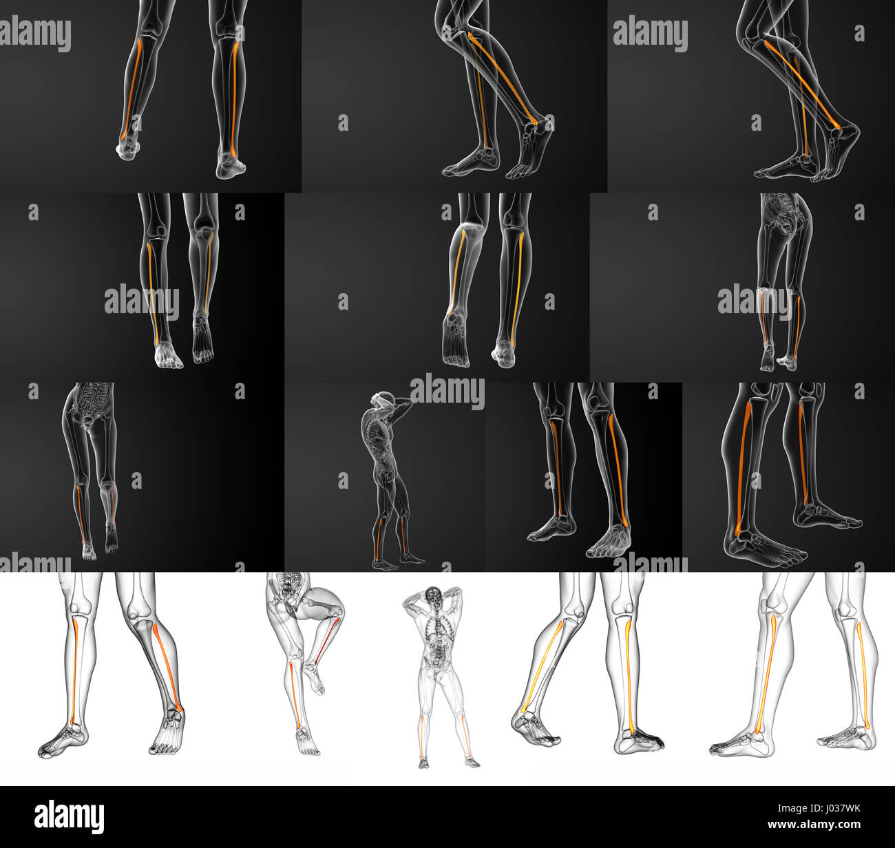 Fibula Bone Stock Photos & Fibula Bone Stock Images - Alamy